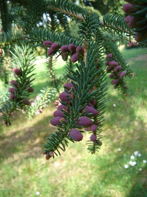 Abies pinsapo cone male